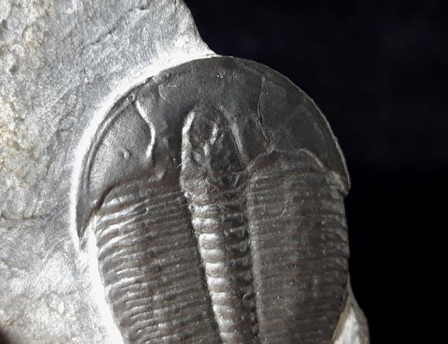 Elrathia kingii (MEEK 1870) - Bild © FossNet FossilienStore